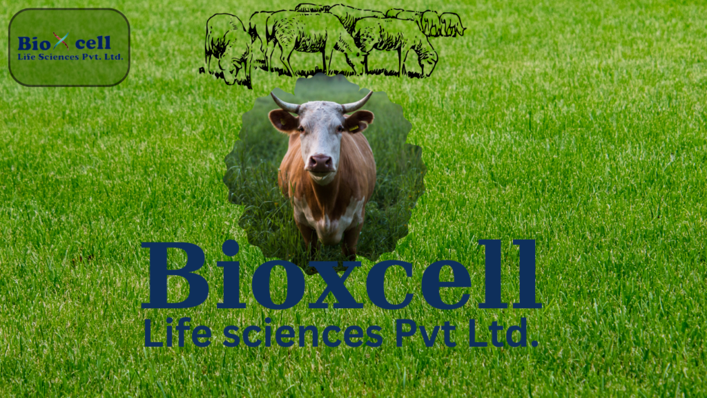 Bioxcell happy cattle after eating cattle feed supplements
